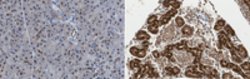 phospho-Smad2 (Ser465 Rabbit anti-Human, Polyclonal, MilliporeSigma 25